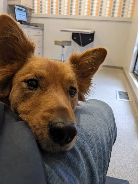 Cascade Heights Veterinary Center Picture 4