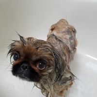 Greentree Animal Hospital ico