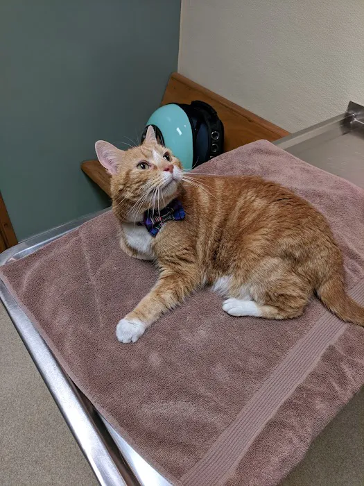 Greentree Animal Hospital Picture 9