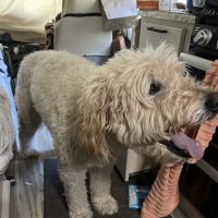 South Seattle Veterinary Hospital ico