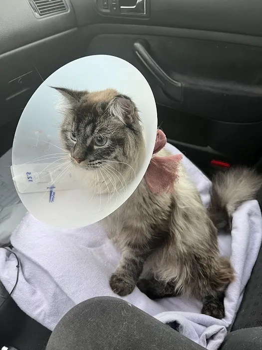 South Seattle Veterinary Hospital Picture 3