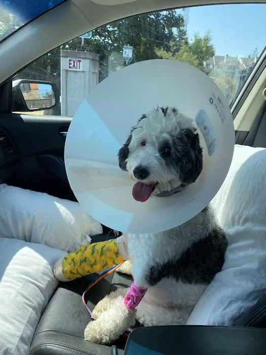 South Seattle Veterinary Hospital Picture 8