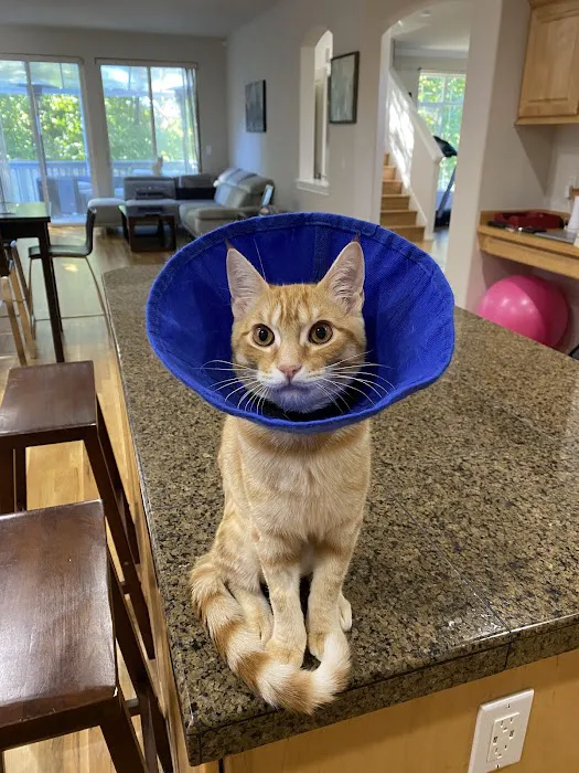 South Seattle Veterinary Hospital Picture 9