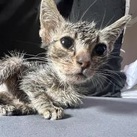 Los Coyotes Pet Hospital ico