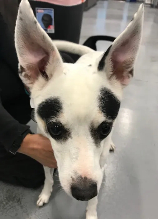 Los Coyotes Pet Hospital Picture 2