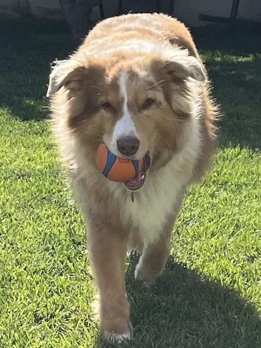 Dr Marchi, Pet Euthanasia at Home Picture 1