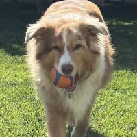 Dr Marchi, Pet Euthanasia at Home ico