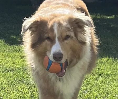 Dr Marchi, Pet Euthanasia at Home