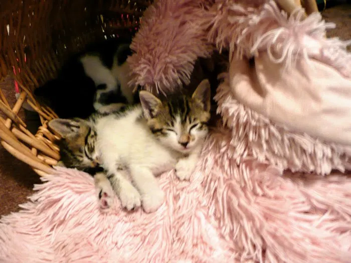 Dr Marchi, Pet Euthanasia at Home Picture 7