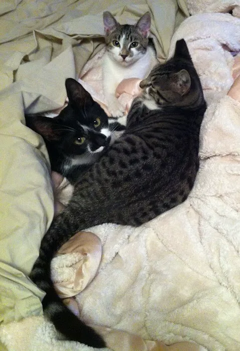 Dr Marchi, Pet Euthanasia at Home Picture 8