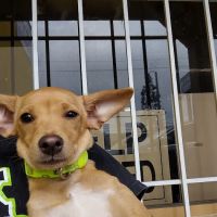 Boulevard Animal Hospital ico