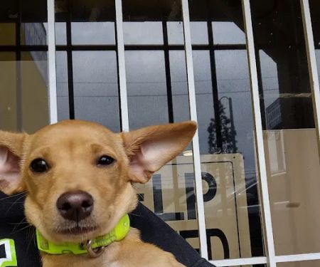 Boulevard Animal Hospital