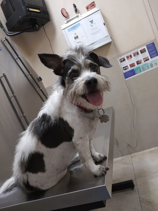 Boulevard Animal Hospital Picture 3
