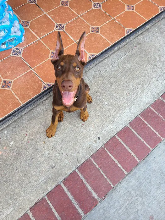 Boulevard Animal Hospital Picture 5