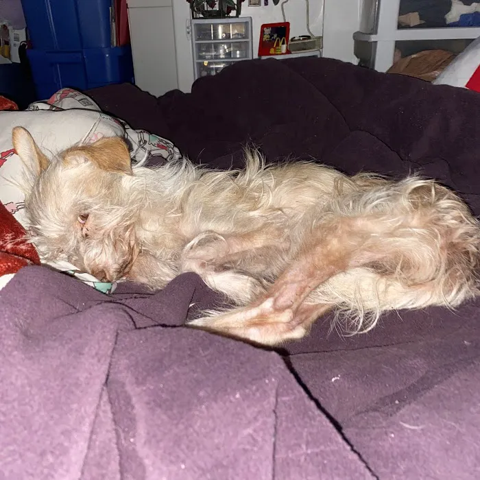 Evening Pet Clinic Picture 1