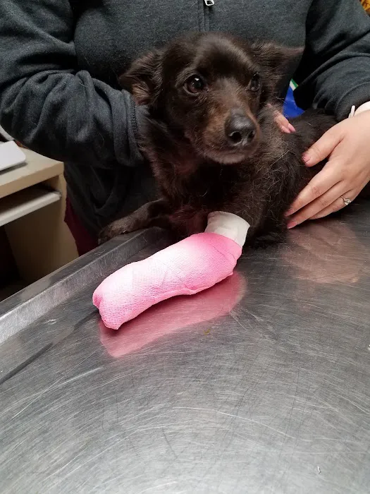 Evening Pet Clinic Picture 9