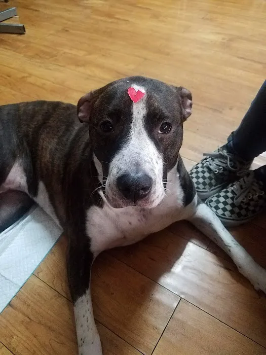 Evening Pet Clinic Picture 10