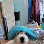 Freckles and Friends Pet Clinic