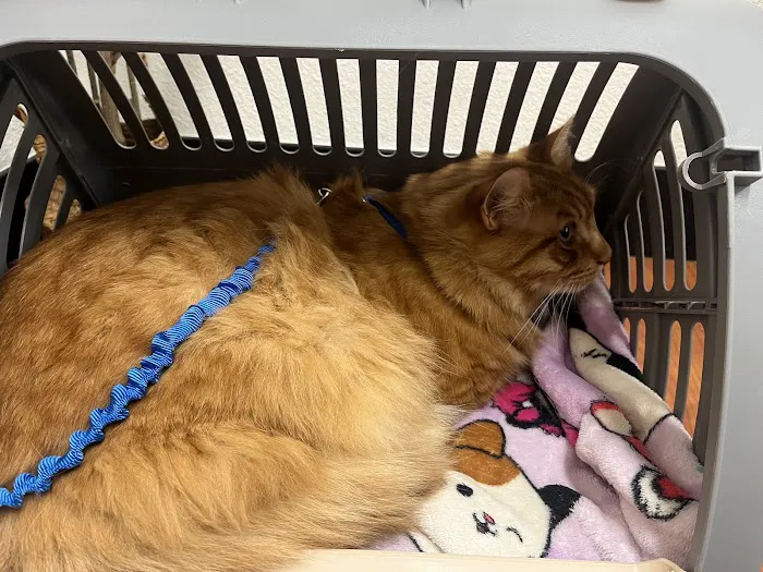 Freckles and Friends Pet Clinic Picture 6