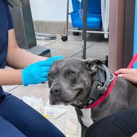 Lakewood Pet Vet ico