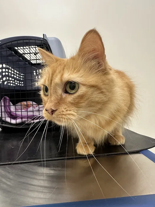 Lakewood Pet Vet Picture 5