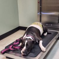 Memorial-610 Hospital for Animals ico