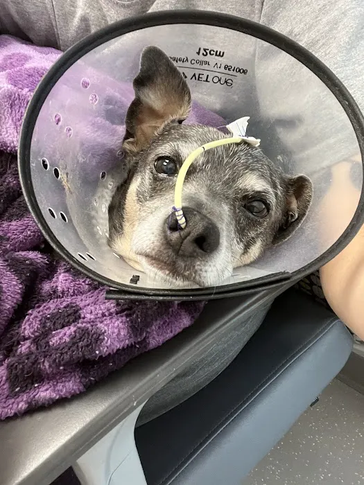 Gulf Coast Veterinary Specialists (GCVS) Picture 8