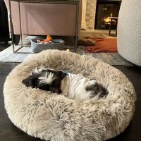 Gulf Coast Veterinary Specialists (GCVS) ico