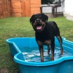 Heights Veterinary Clinic - Northwest