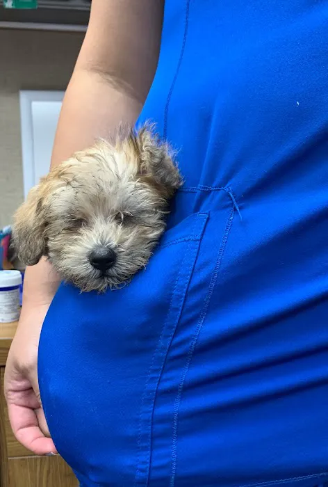 Heights Veterinary Clinic - Northwest Picture 3
