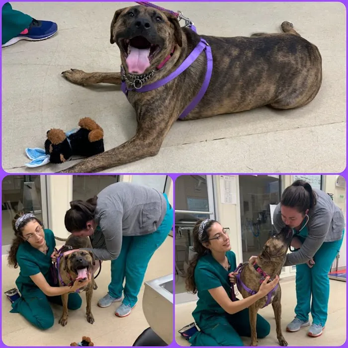 Heights Veterinary Clinic - Northwest Picture 10