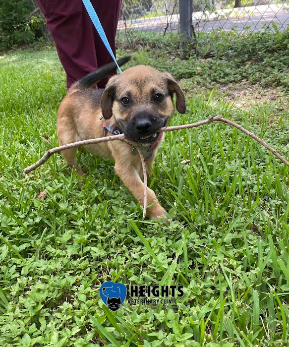 Heights Veterinary Clinic - Northwest Picture 9