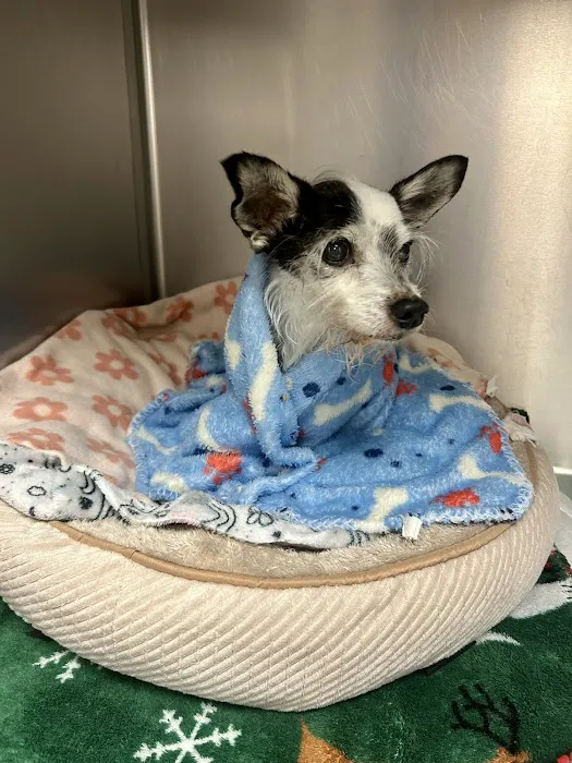 Richmond Avenue Animal Hospital Picture 1