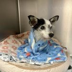 Richmond Avenue Animal Hospital