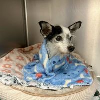 Richmond Avenue Animal Hospital ico