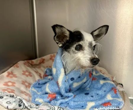 Richmond Avenue Animal Hospital