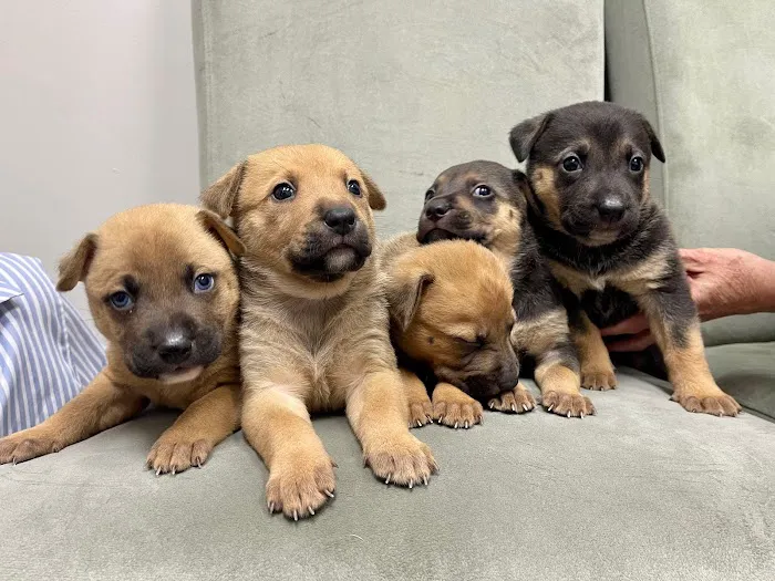 Richmond Avenue Animal Hospital Picture 10