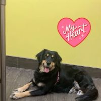 Banfield Pet Hospital ico