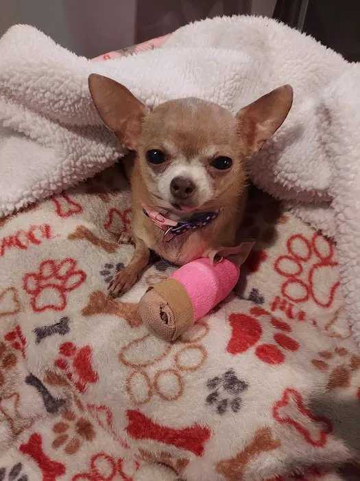 ReadyPet Animal Hospital Picture 7