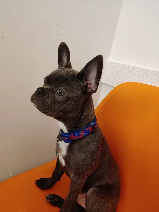 ReadyPet Animal Hospital Picture 6