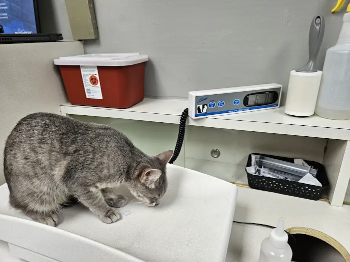 North Line Low Cost - Affordable Pet Clinic Tidwell Picture 5