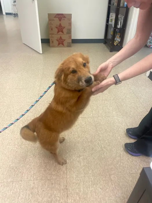 The Rescue Vet Clinic Picture 6