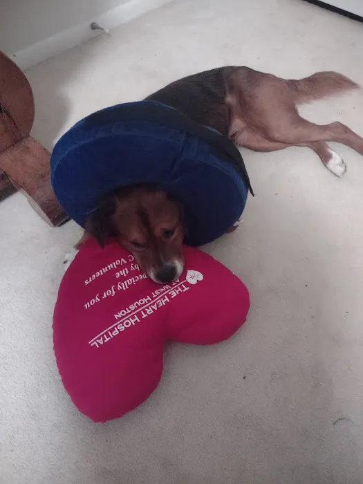 The Rescue Vet Clinic Picture 1