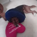 The Rescue Vet Clinic
