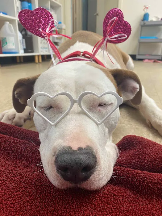 The Rescue Vet Clinic Picture 9