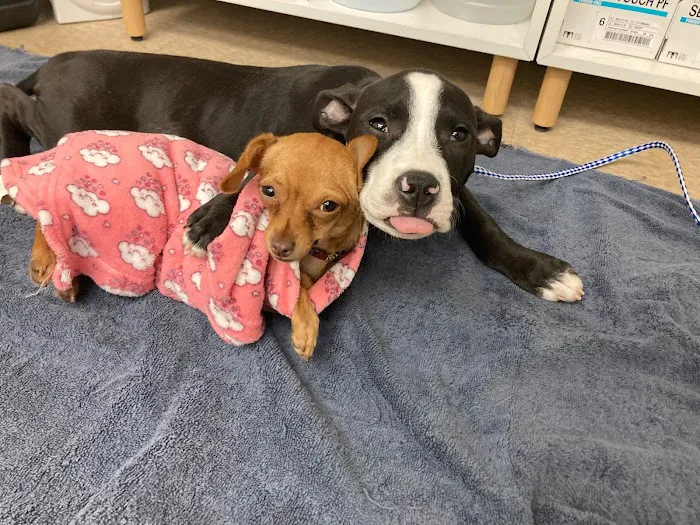 The Rescue Vet Clinic Picture 7