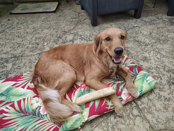 The Rescue Vet Clinic Picture 8
