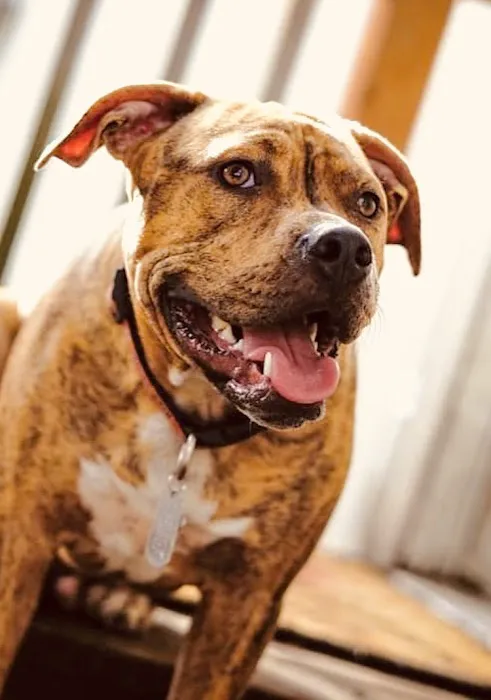 Houston Veterinary Hospital Picture 8