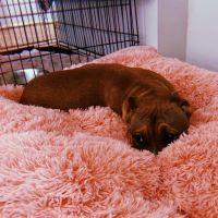 Houston Veterinary Hospital ico