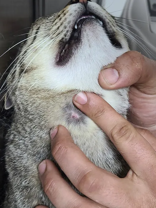 Houston Veterinary Hospital Picture 9
